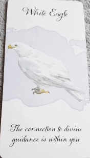 Divine Feather Messenger